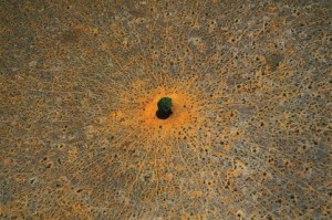 “ÁRVORE DA VIDA”, PARQUE NACIONAL DE TSAVO-LESTE, QUÊNIA