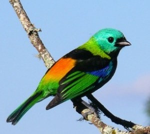 Tangara chilensis - sete cores da amazonia